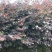 红花继木苗庭院绿植花卉篱笆用红檵木小苗四季红叶红桎木盆景