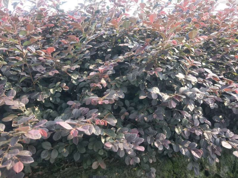 红花继木苗庭院绿植花卉篱笆用红檵木小苗四季红叶红桎木盆景
