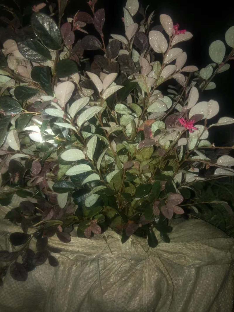 红花继木苗庭院绿植花卉篱笆用红檵木小苗四季红叶红桎木盆景