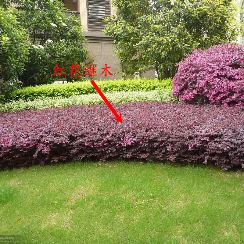 红花继木苗庭院绿植花卉篱笆用红檵木小苗四季红叶红桎木盆景