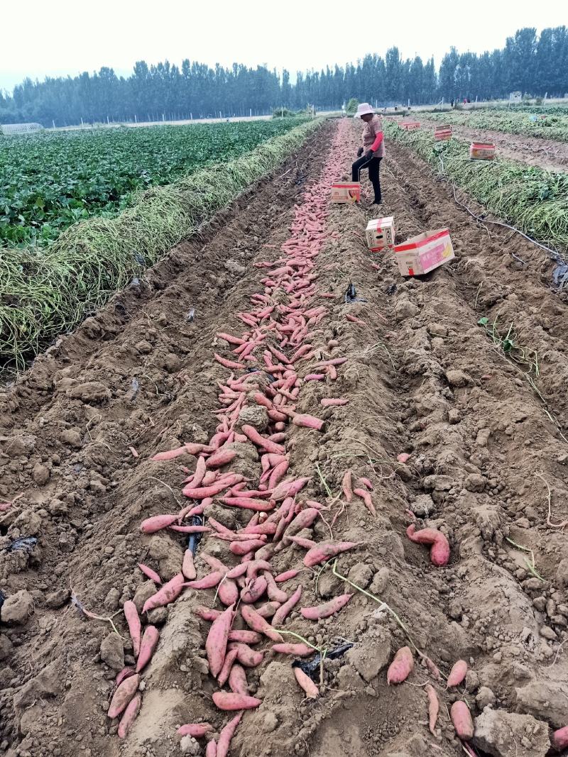 山东济宁泗水蜜薯大地瓜大量供货对接商超质优价廉量大从优