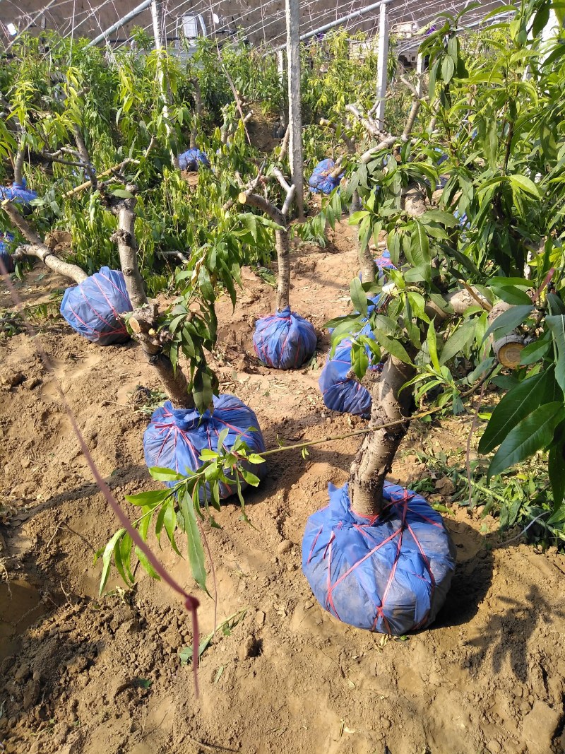 国槐山东聊城冠县占地果树，绿化树基地直发欢迎来电订购