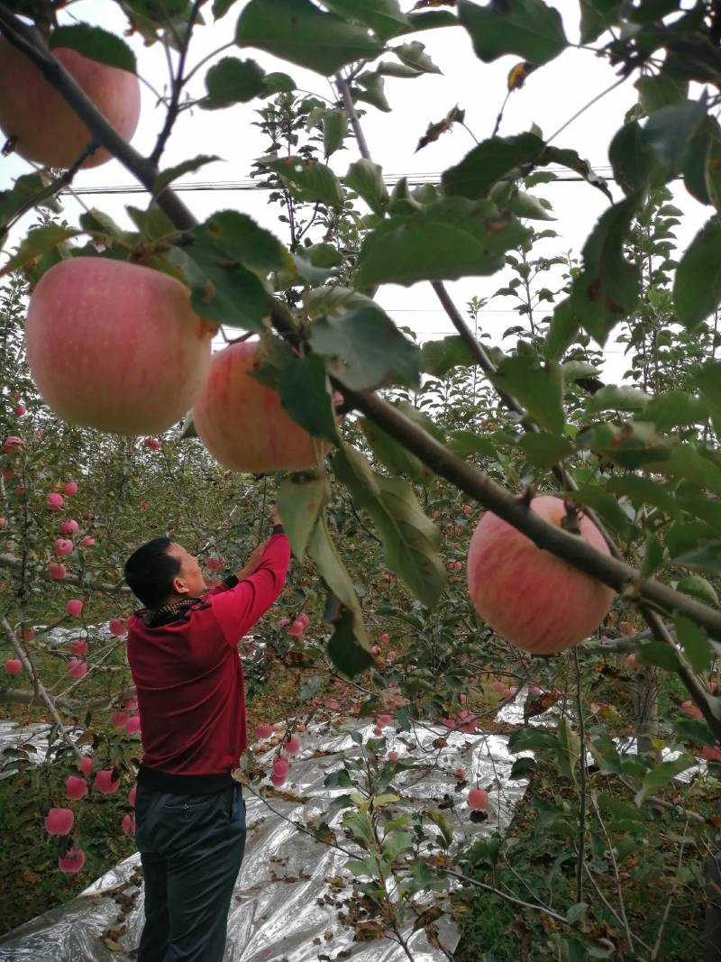 陕西省晚熟高原红富士