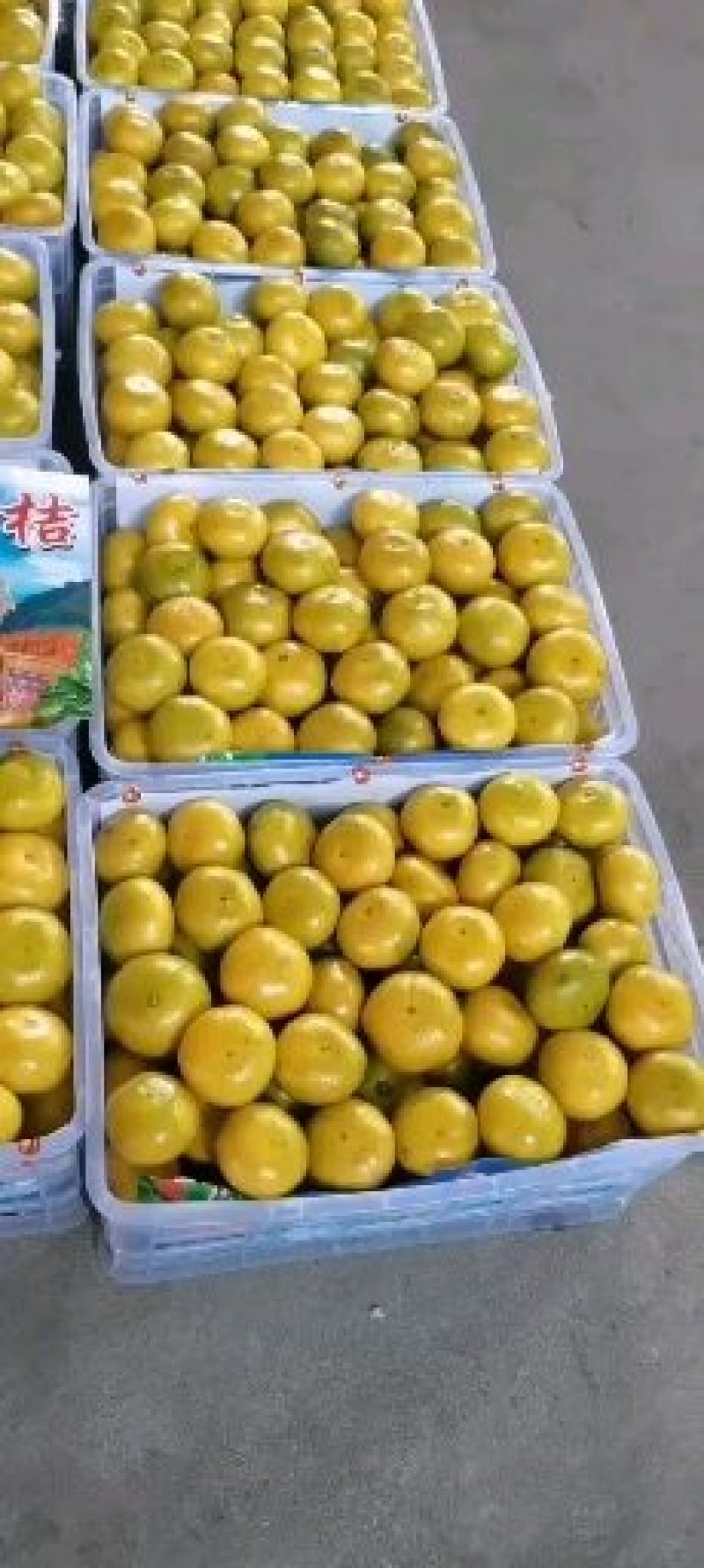 宜昌特早蜜橘个头均匀颜色红口感甜！