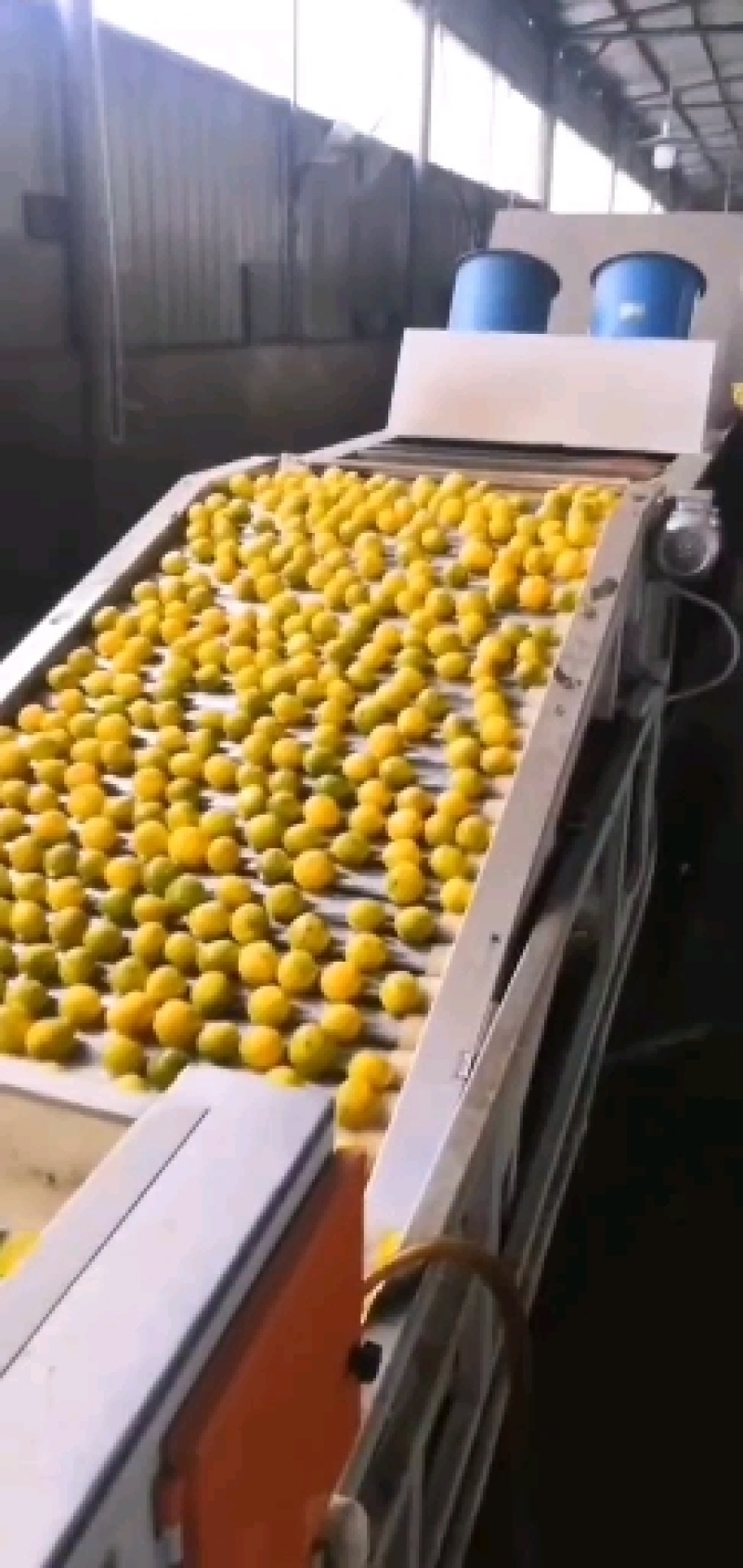 湖北早蜜橘大量上市！基地果园看货现场採摘！！