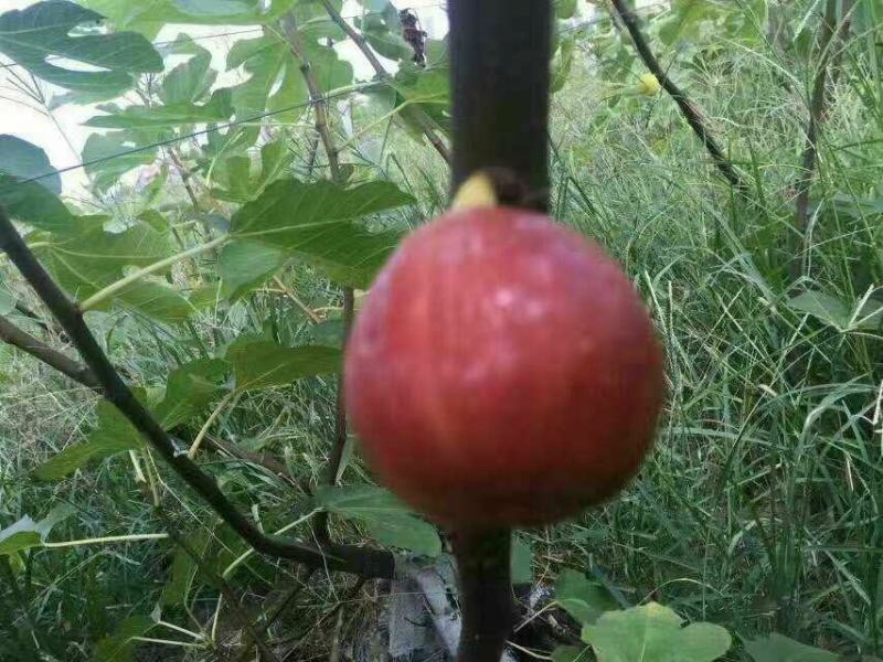 波姬红苗出售中，量大品种纯