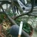 波姬红苗出售中，量大品种纯