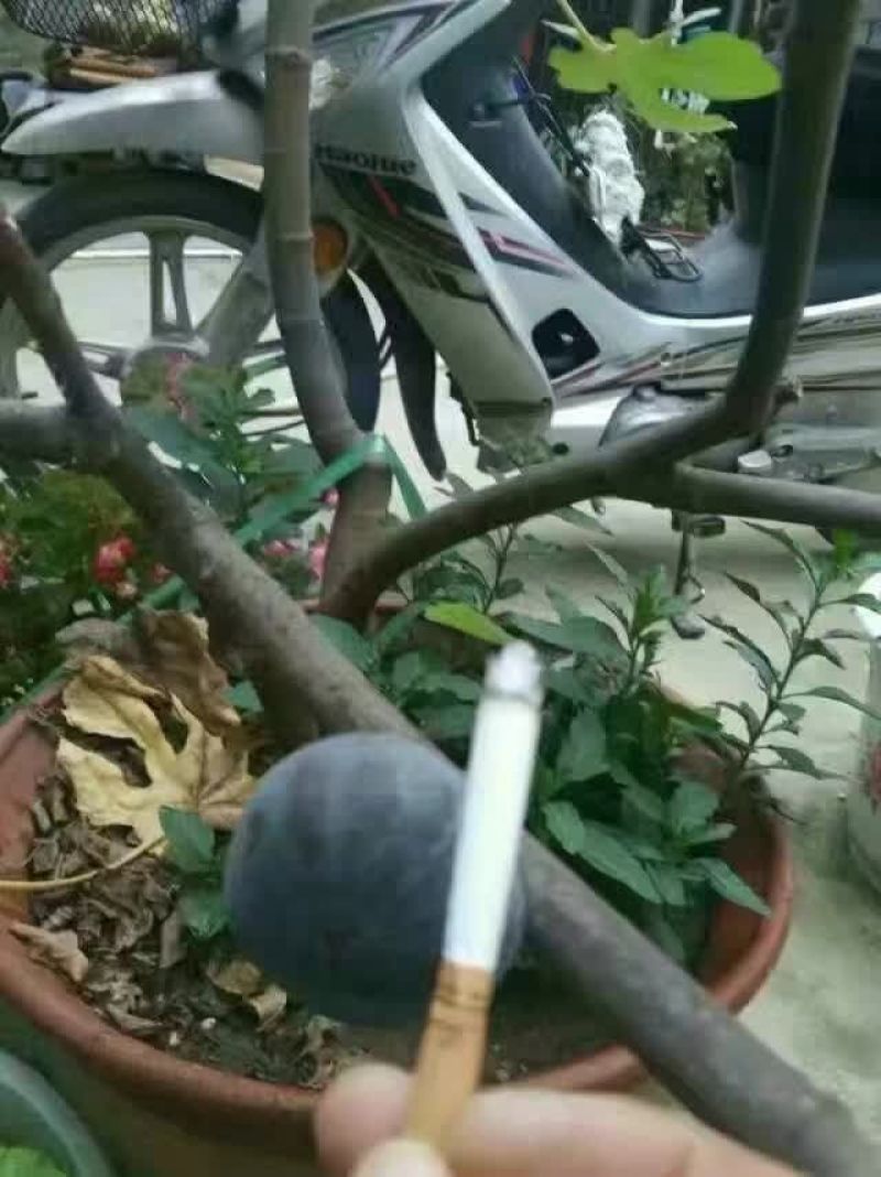 波姬红苗出售中，量大品种纯