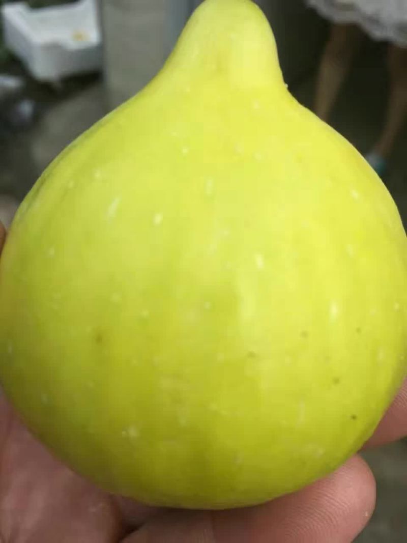 波姬红苗出售中，量大品种纯