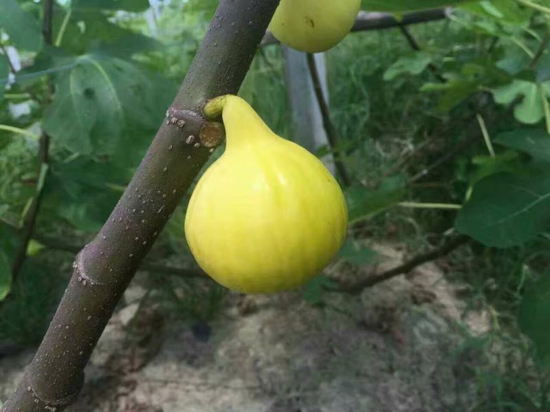 波姬红苗出售中，量大品种纯