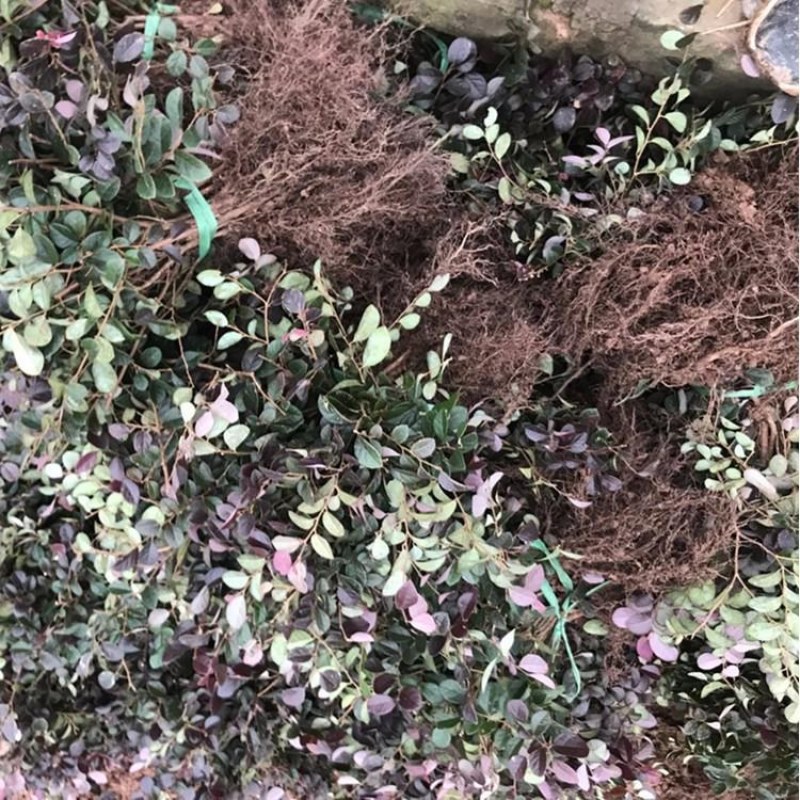 红花继木苗红花檵木球庭院绿篱绿化苗红桎木四季红花