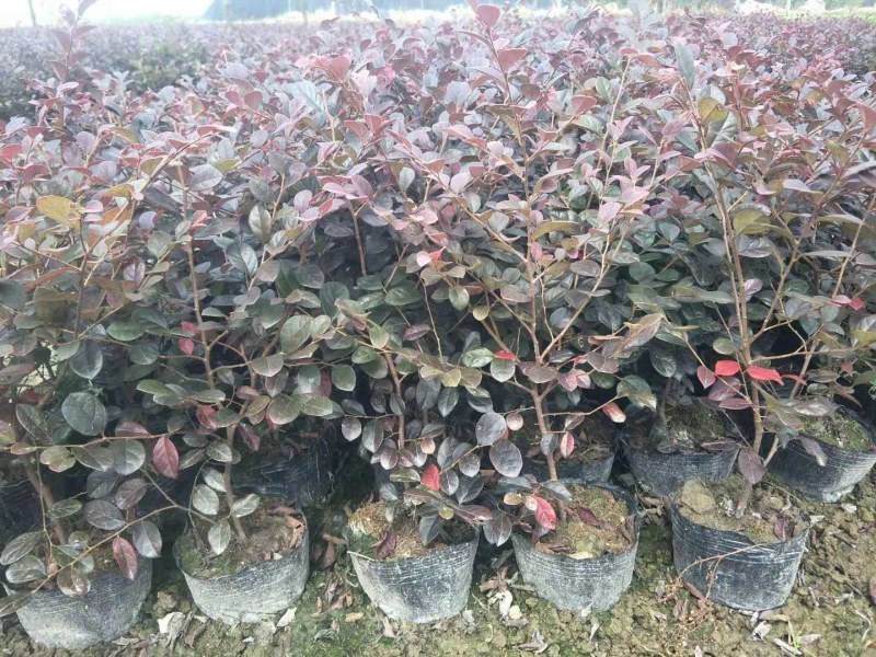 红花继木苗红花檵木球庭院绿篱绿化苗红桎木四季红花
