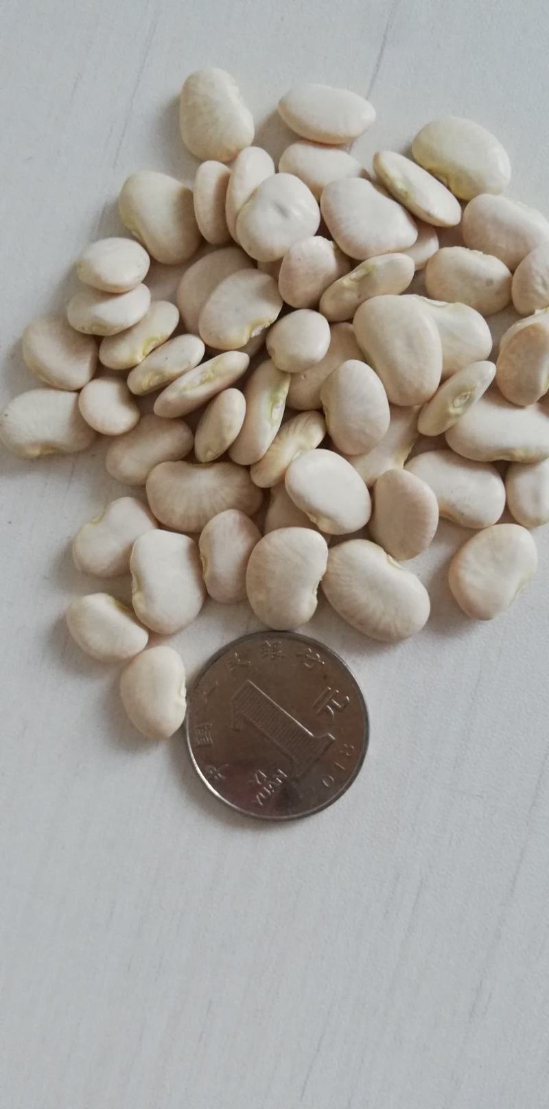 【双十一特惠】精选高山原生态白芸豆白凤豆可做豆沙用