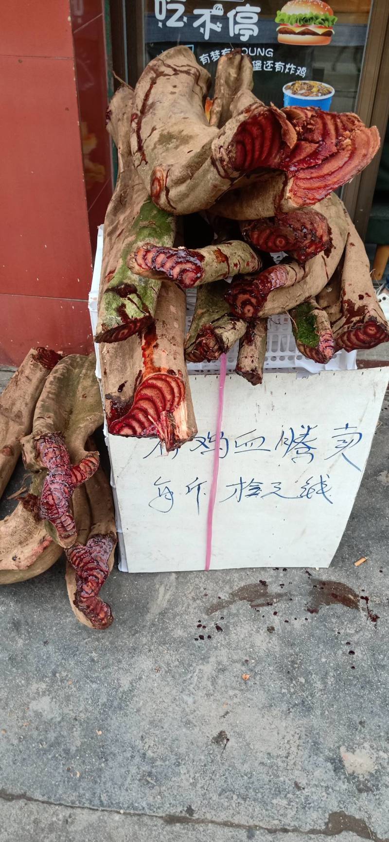广东鸡血藤含量高，个大血色红艳。