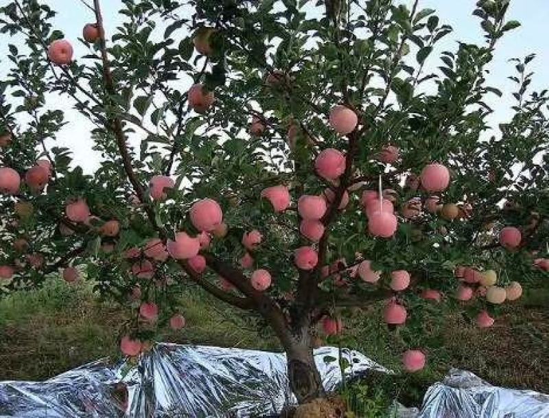 长期供应陕西延安宜川精品套袋红富士苹果，常年提供冷库发货