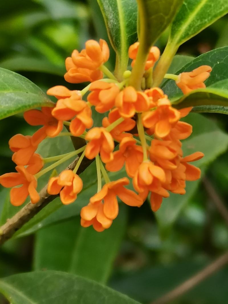桂花树四季桂苗月月桂四季桂盆景一年可多次开花