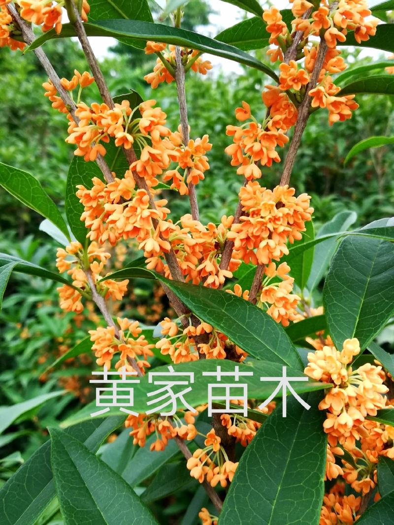 桂花树四季桂苗月月桂四季桂盆景一年可多次开花
