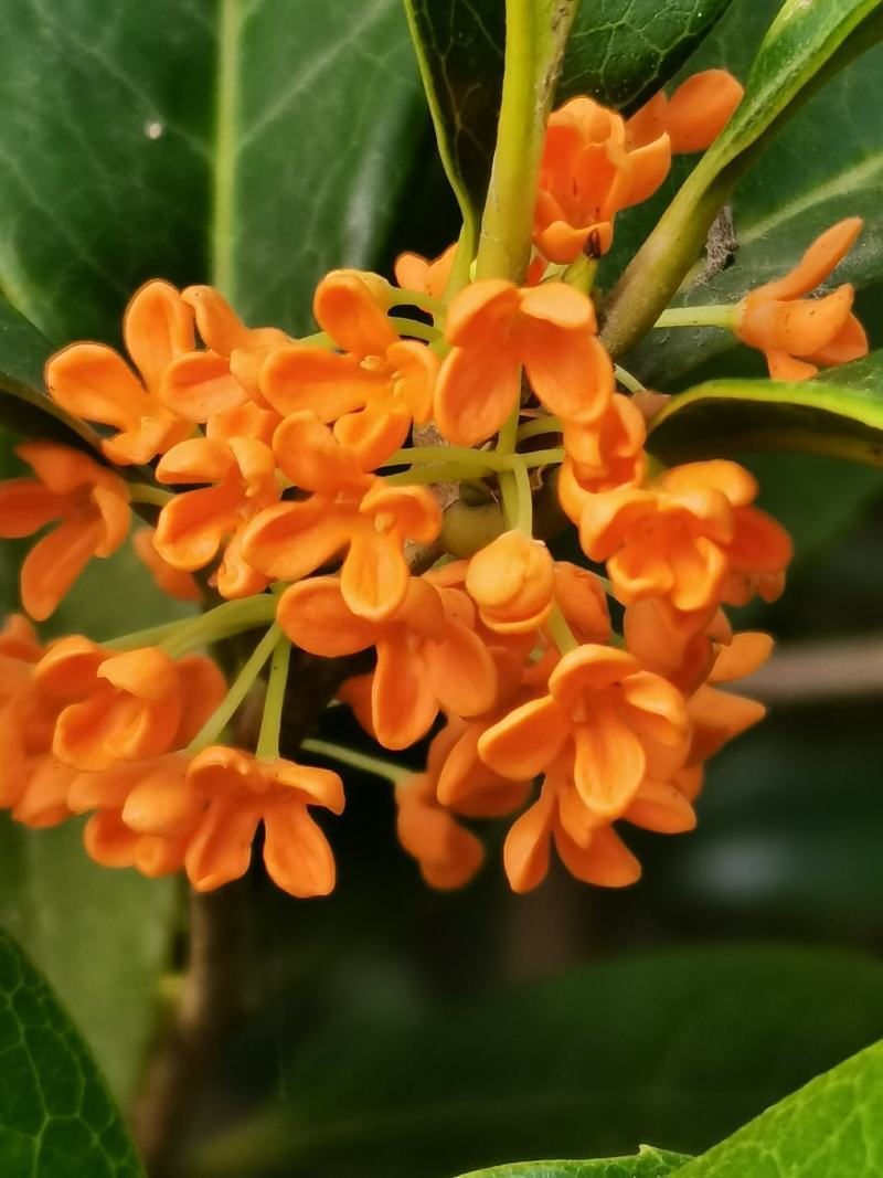 桂花树四季桂苗月月桂四季桂盆景一年可多次开花