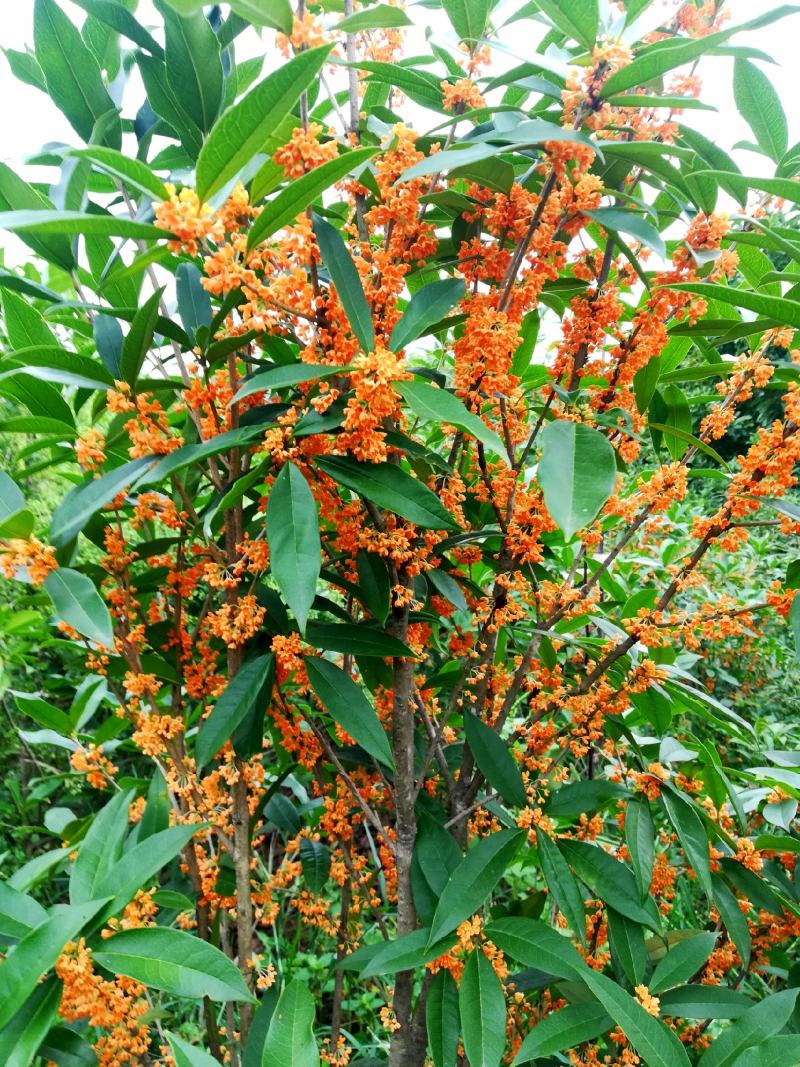 桂花树四季桂苗月月桂四季桂盆景一年可多次开花