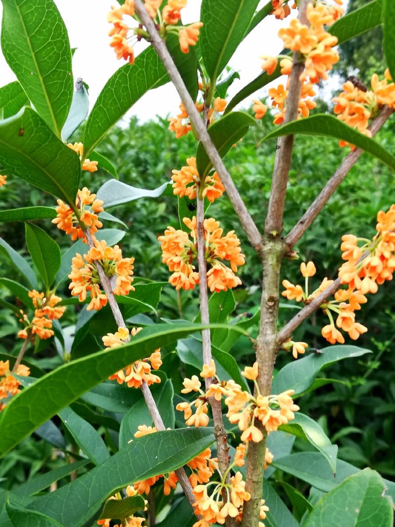 桂花树四季桂苗月月桂四季桂盆景一年可多次开花