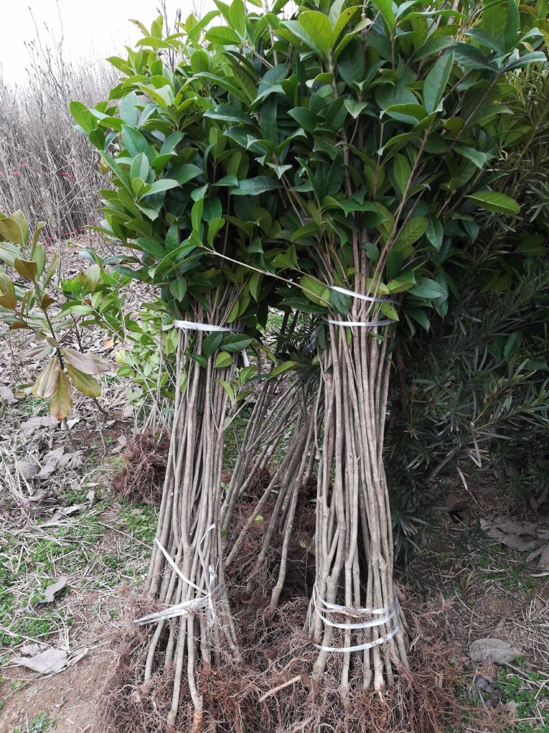 桂花树四季桂苗月月桂四季桂盆景一年可多次开花