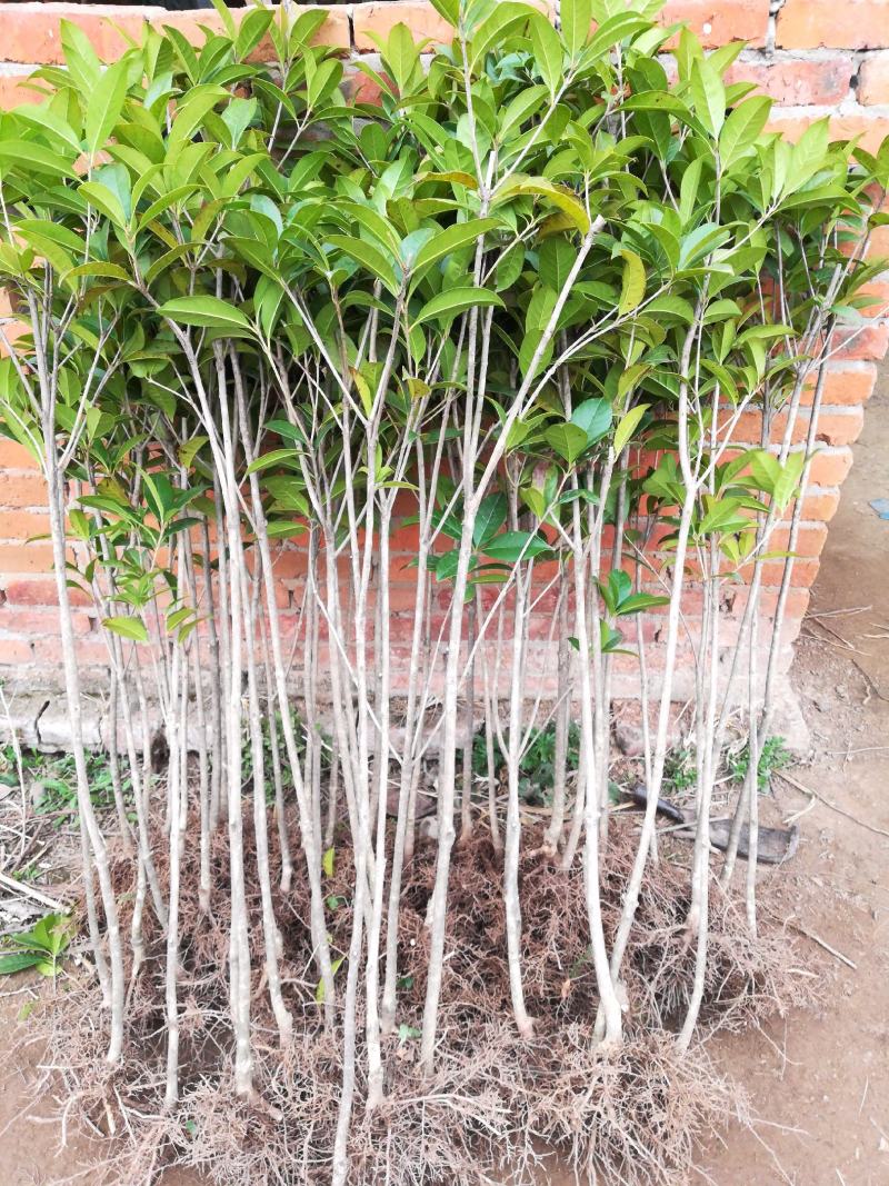 桂花树四季桂苗月月桂四季桂盆景一年可多次开花