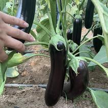 中科黑龙茄子种子，绿萼黑长茄，皮黑亮肉白绿，抗病能力强