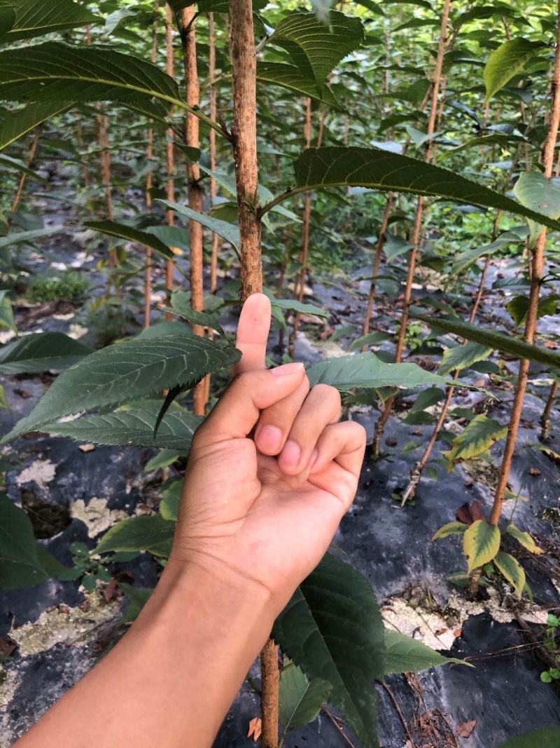 樱花苗，当年嫁接的晚樱苗，基地直销！数量有限！