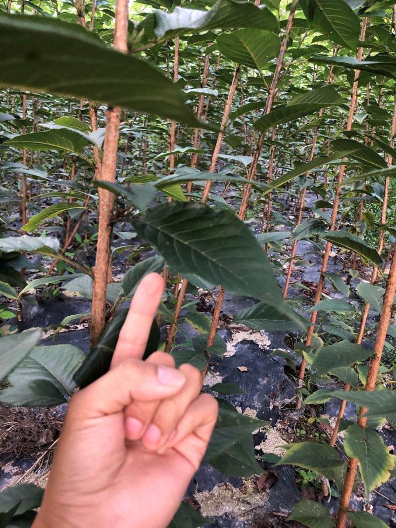 樱花苗，当年嫁接的晚樱苗，基地直销！数量有限！