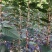 樱花树，日本晚樱，绿化专用，1到20公分，规格齐全！