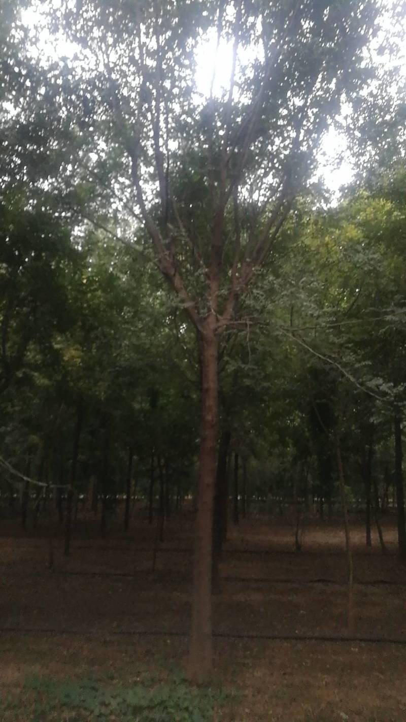 低价出售自家苗圃皂角树