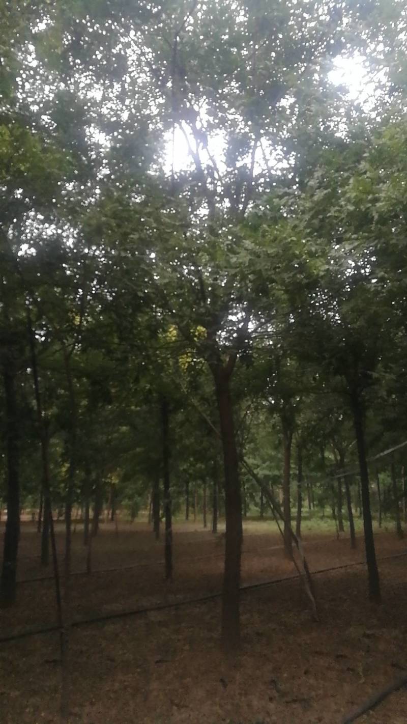 低价出售自家苗圃皂角树