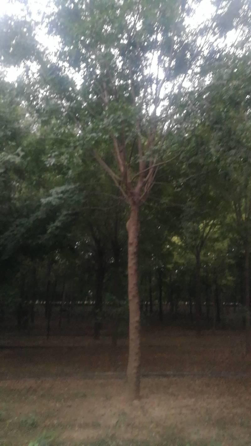 低价出售自家苗圃皂角树