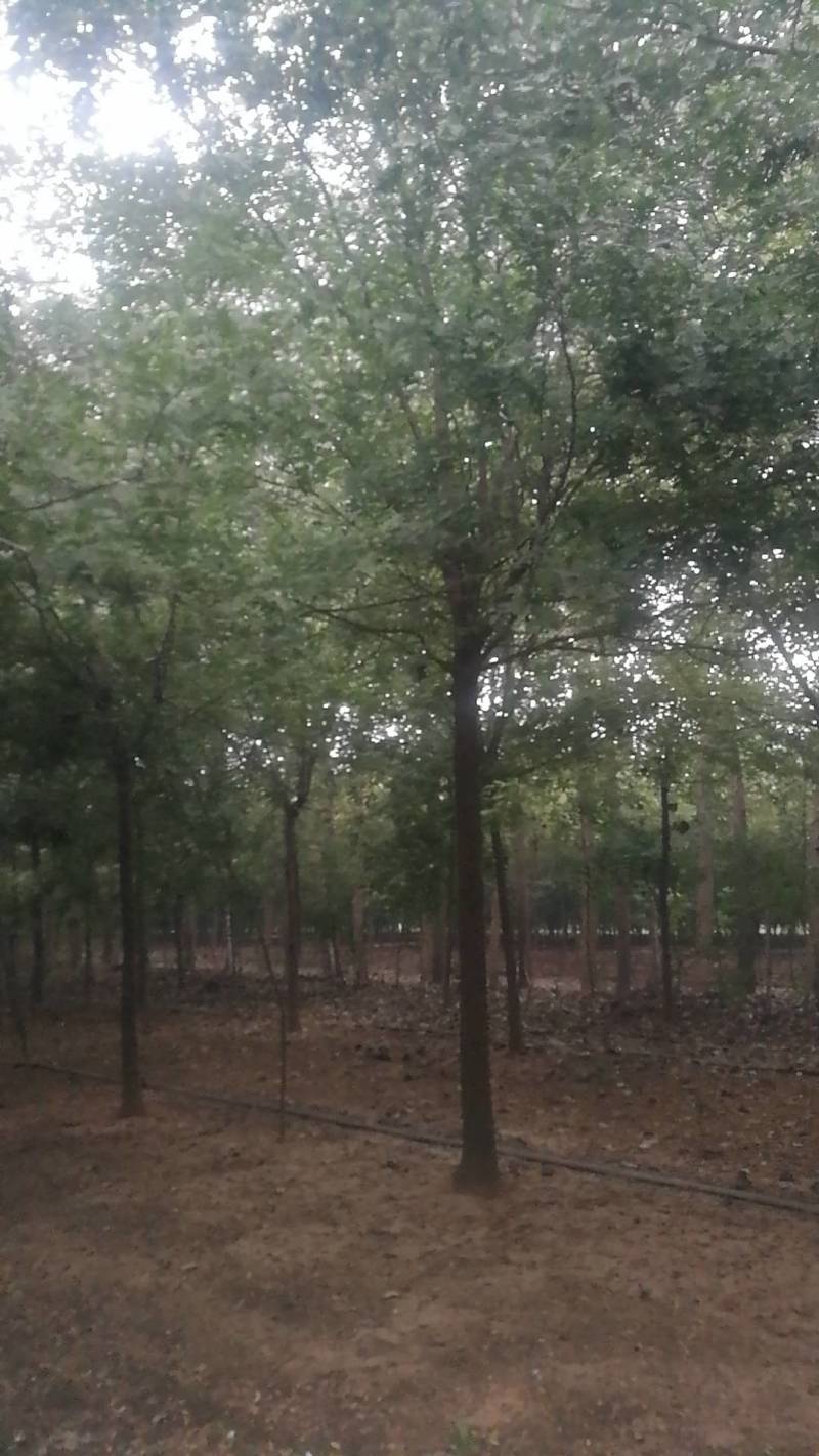 低价出售自家苗圃皂角树