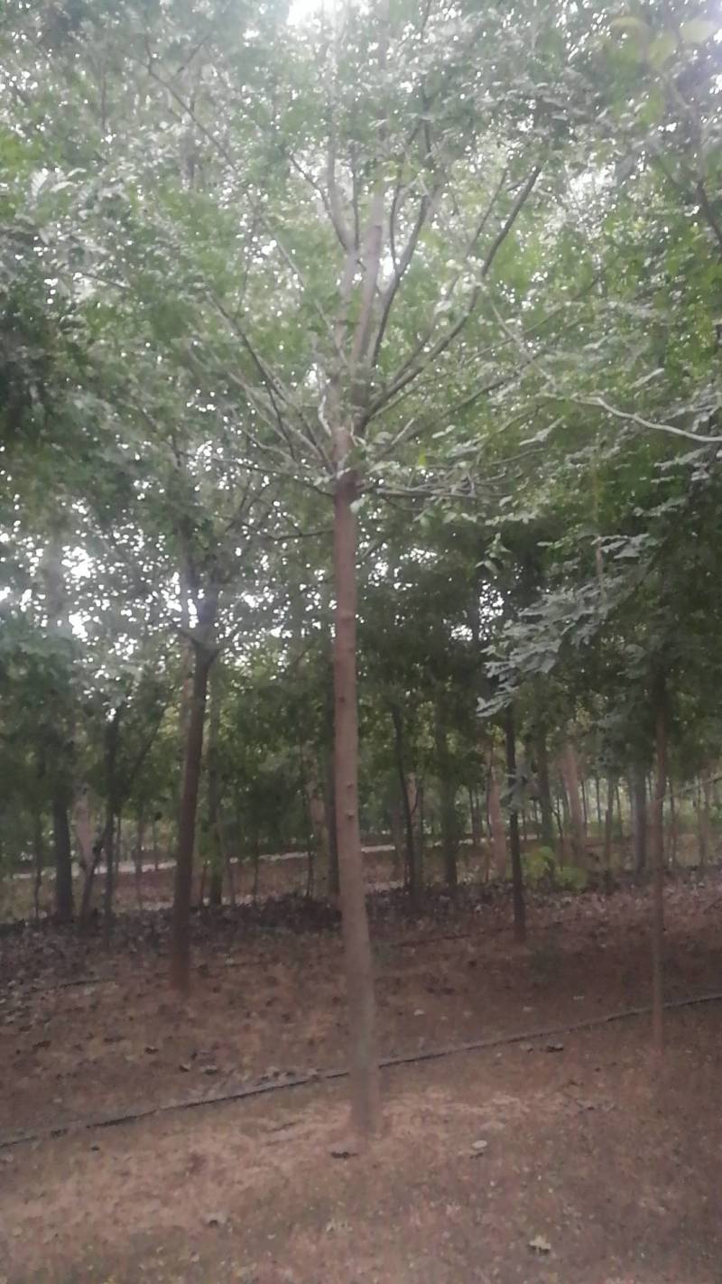 低价出售自家苗圃皂角树