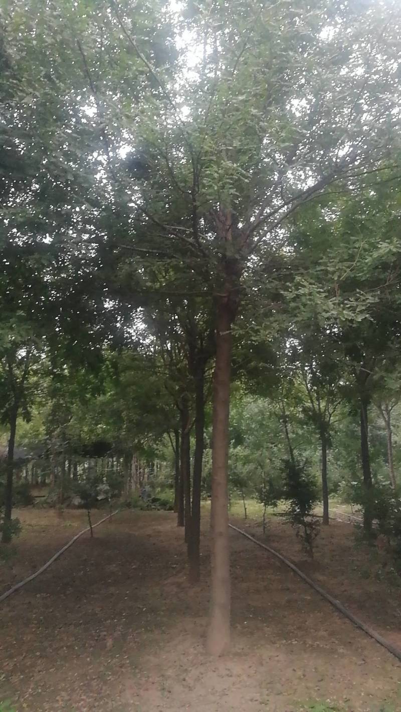 低价出售自家苗圃皂角树