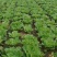 【白菜】湖北黄心白菜一手货源千亩基地持续供应全国发货