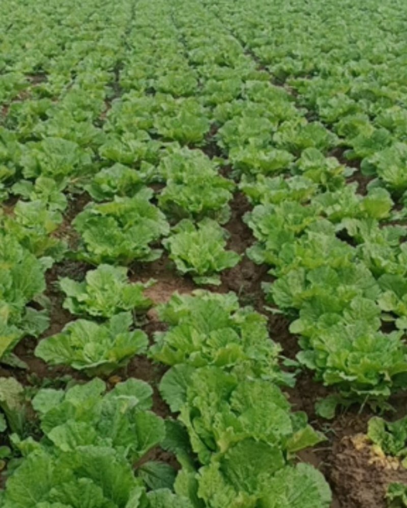 【白菜】湖北黄心白菜一手货源千亩基地持续供应全国发货