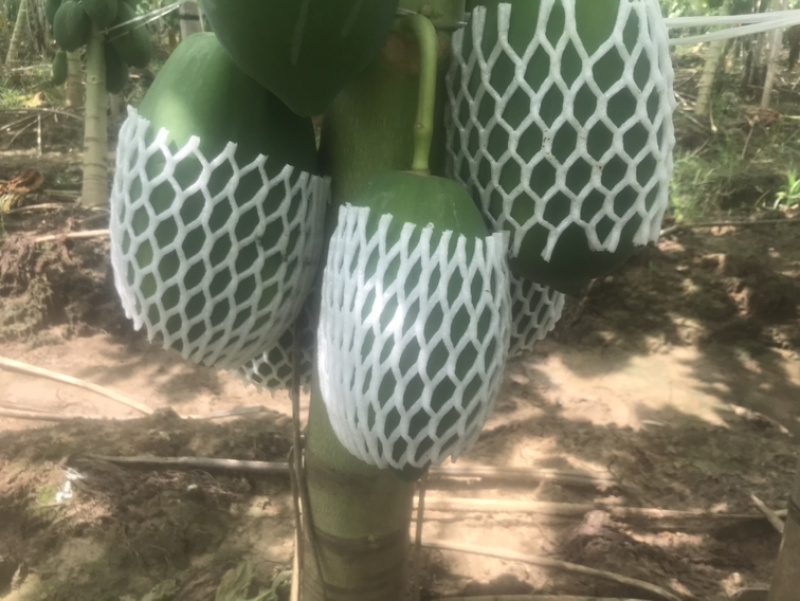 益圆木瓜，合适各大加工厂电商批发市场