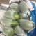 益圆木瓜，合适各大加工厂电商批发市场