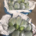 益圆木瓜，合适各大加工厂电商批发市场