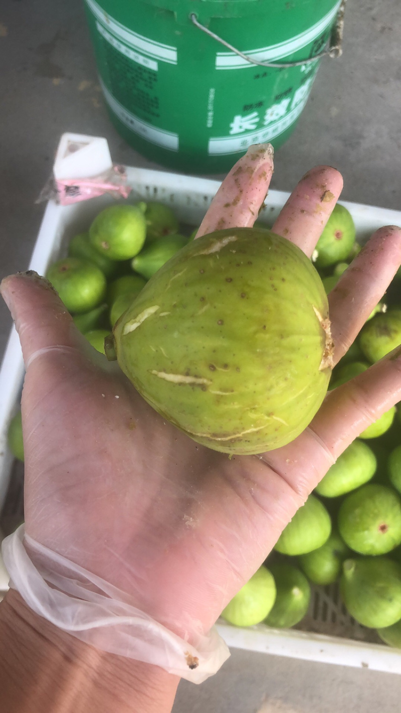 威海青皮树上熟无花果糖包子春果现货上市。