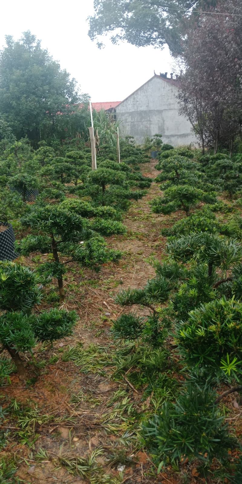 罗汉松盆景，花卉，盆景盆花，产地直销，欢迎咨询
