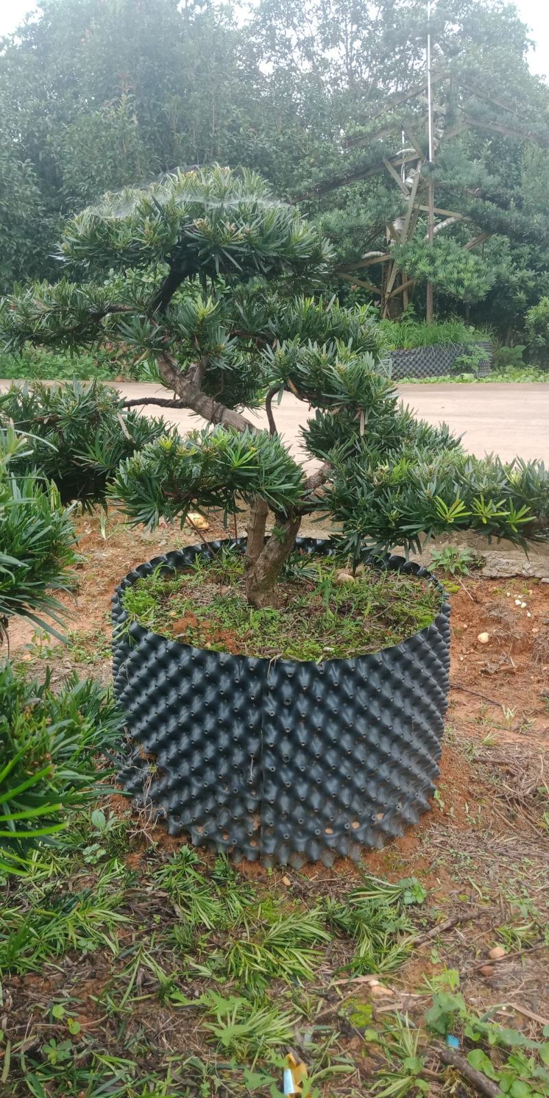 罗汉松盆景，花卉，盆景盆花，产地直销，欢迎咨询