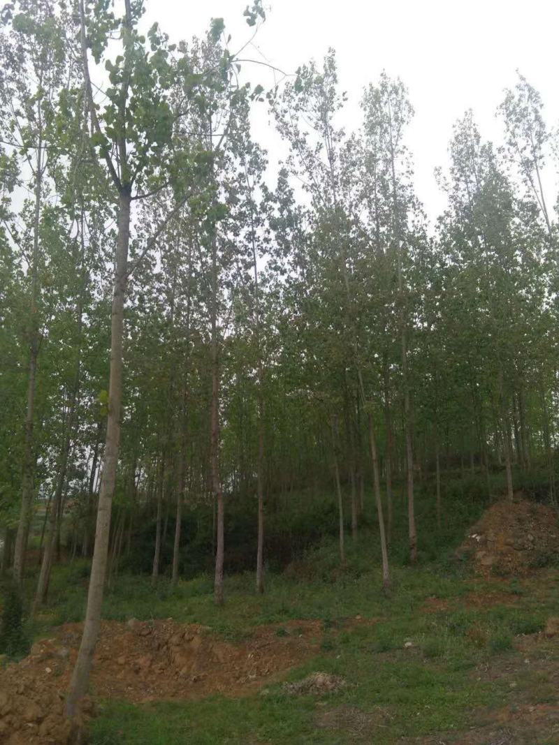 四川成都温江基地苗圃杨树，质量保证，基地货欢迎选购
