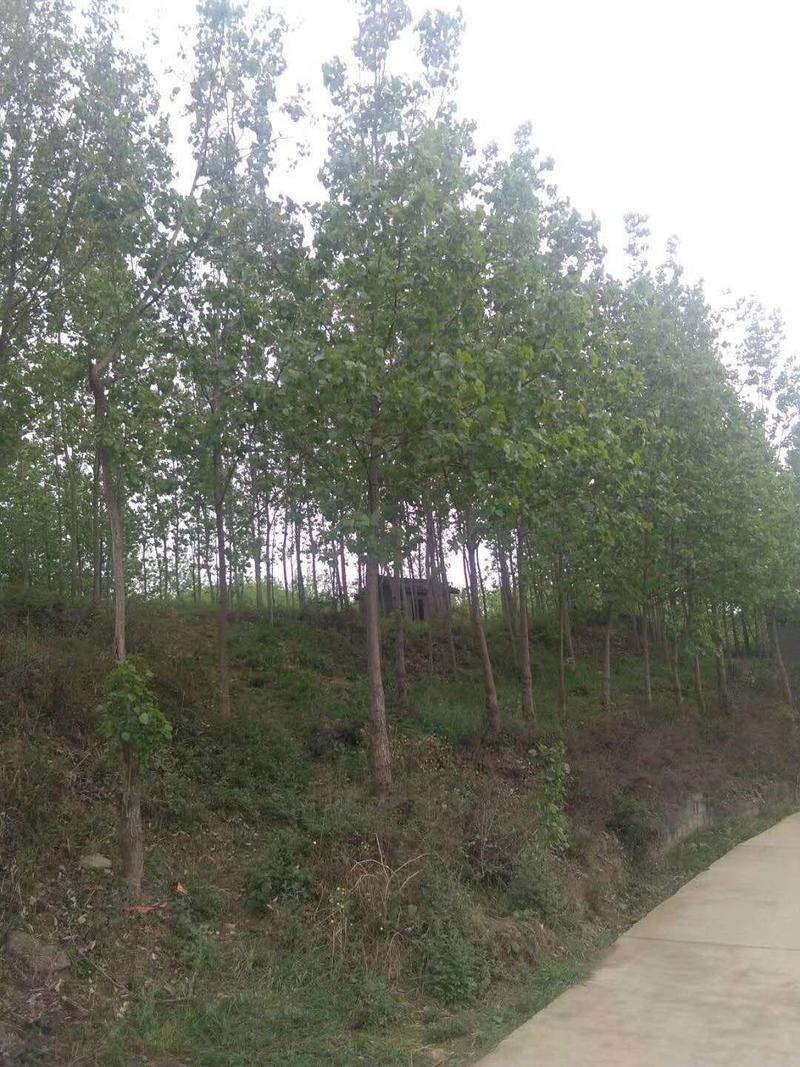 四川成都温江基地苗圃杨树，质量保证，基地货欢迎选购