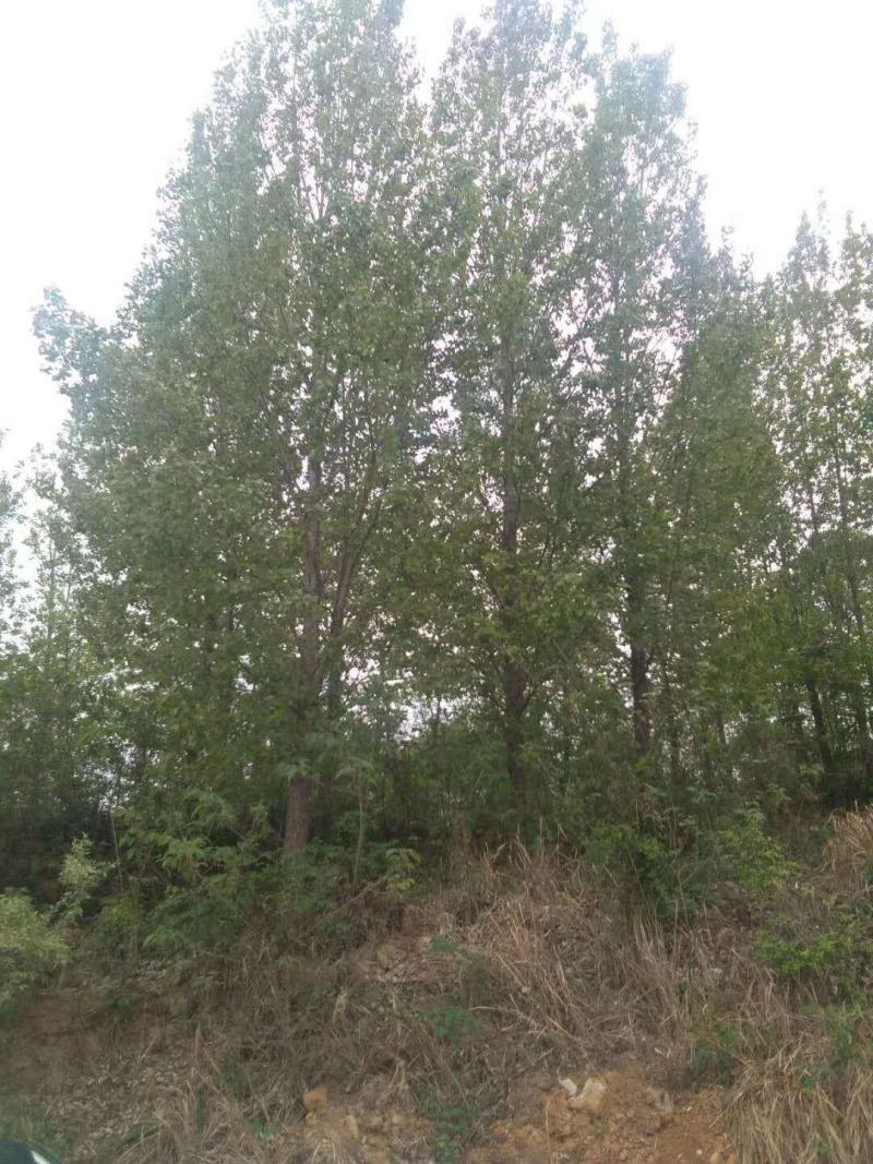 四川成都温江基地苗圃杨树，质量保证，基地货欢迎选购
