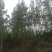 四川成都温江基地苗圃杨树，质量保证，基地货欢迎选购