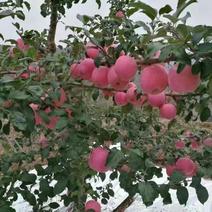 甘肃红富士苹果大量上市