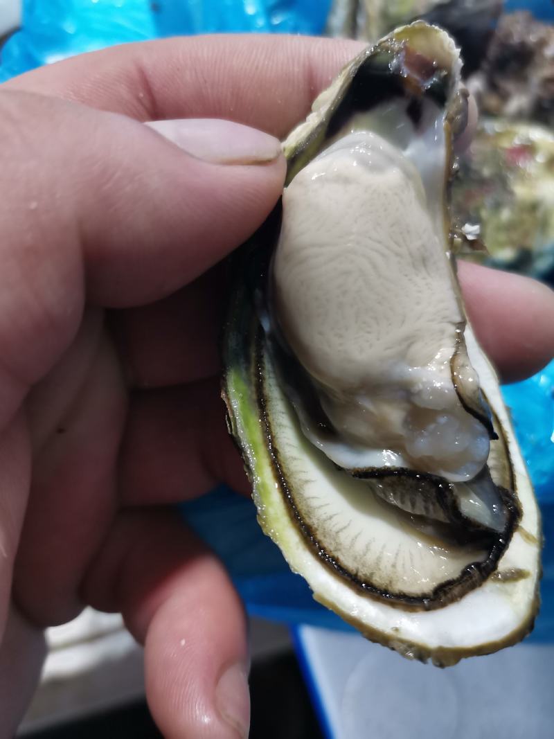 福建生蚝，家庭小包装，欢迎电商，团购来聊